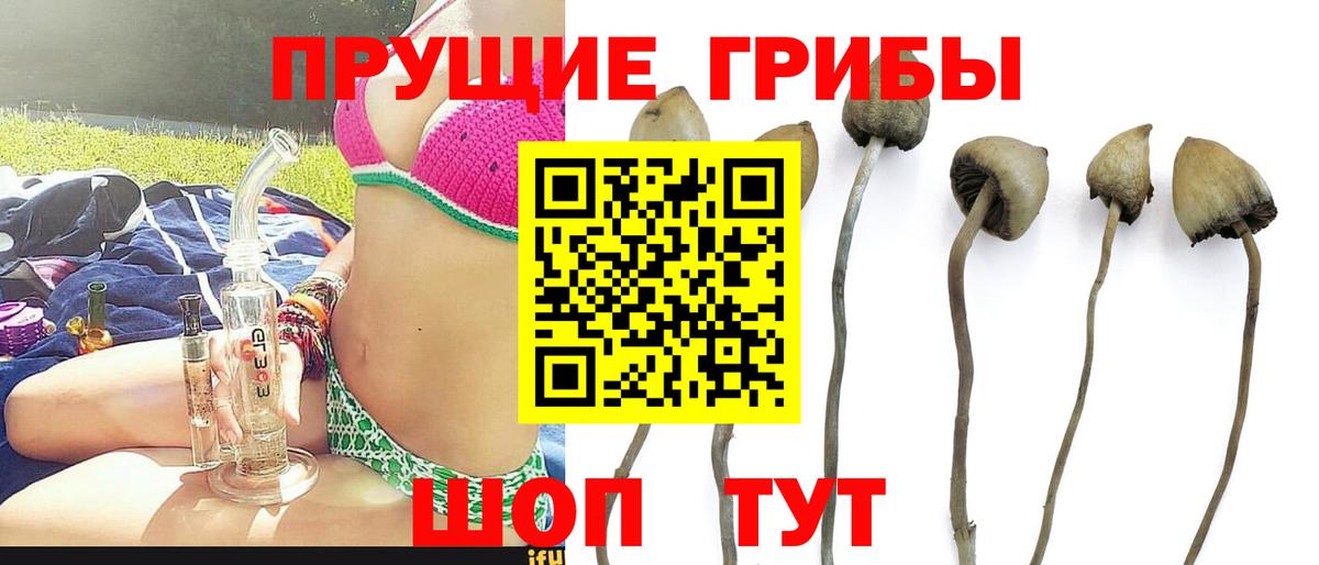 Нарткала  Псилоцибиновые грибы Psilocybe  Галлюциногенные грибы прущие грибы  Вход с VPN 